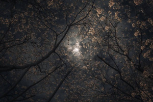 传奇再续!F1意大利站,蒙扎赛道见证红色信仰!